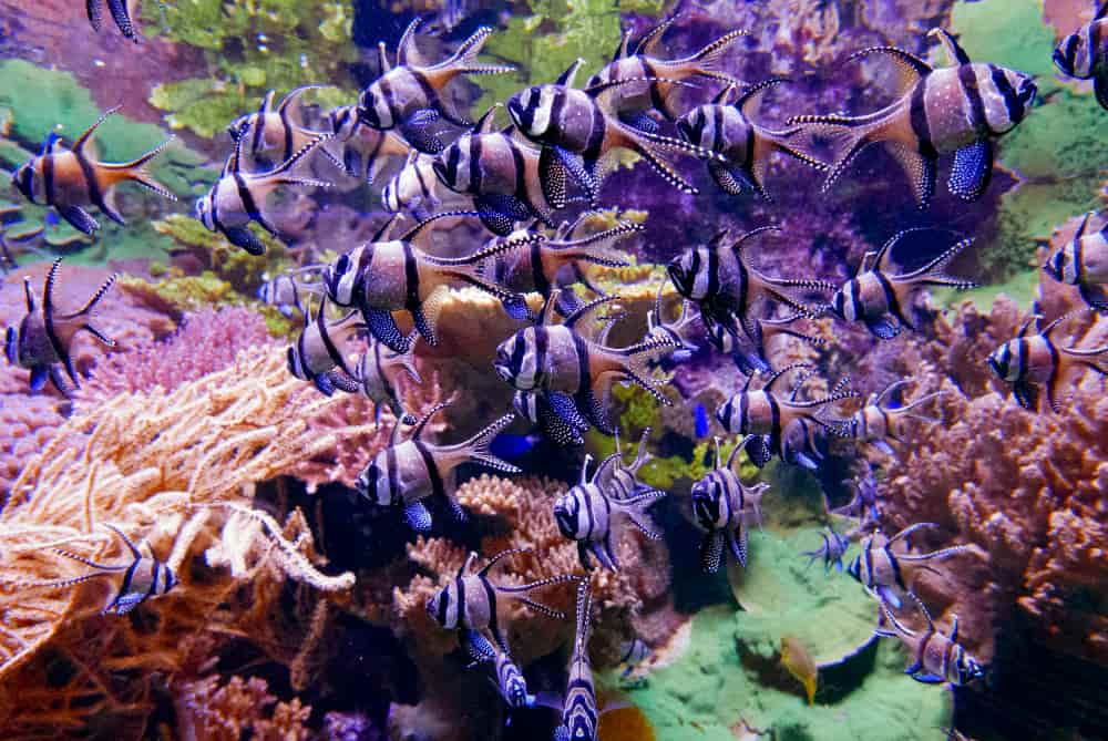 Foto de un vibrante arrecife de coral con vida marina diversa.