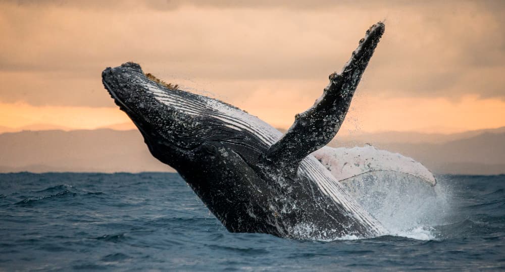 Ballenas jorobadas