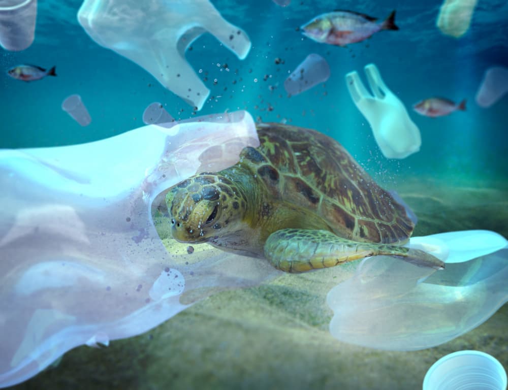 Contaminación marina por residuos plásticos.