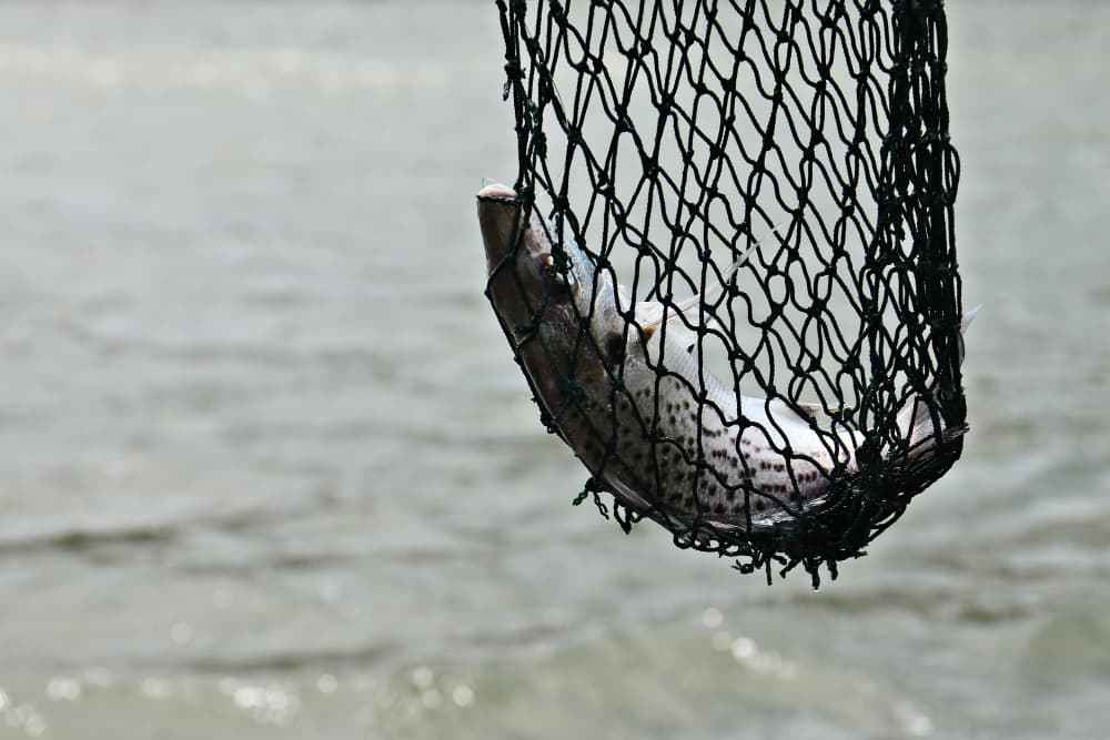 Sobrepesca y extinción de especies marinas.