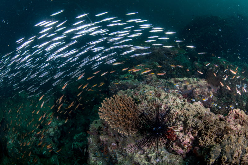 Arrecife de coral en el mar de Andamán.