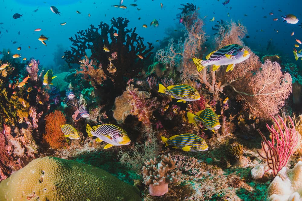 Arrecife de Coral en el Mar Rojo.