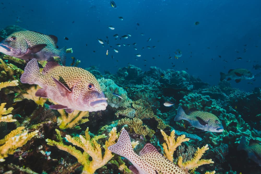 Arrecife de Coral en Providencia, Colombia.