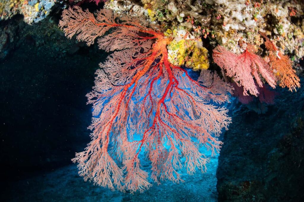 Gorgonia en el Mediterráneo - Biodiversidad Marina