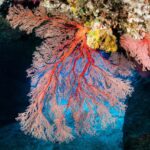 Gorgonia en el Mediterráneo - Biodiversidad Marina