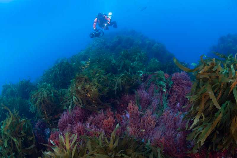 Conservación de la Patagonia Submarina - Bosques de Algas Gigantes.