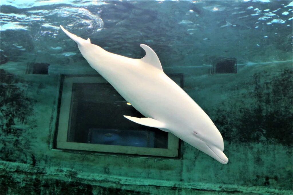 Delfines blancos chinos