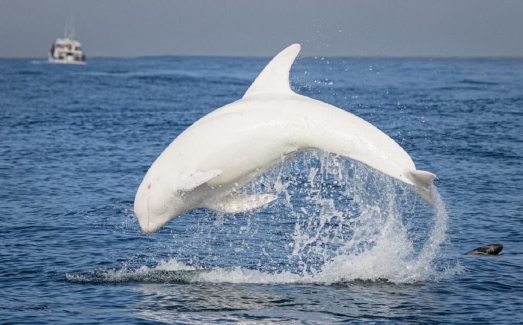 Delfines blancos chinos