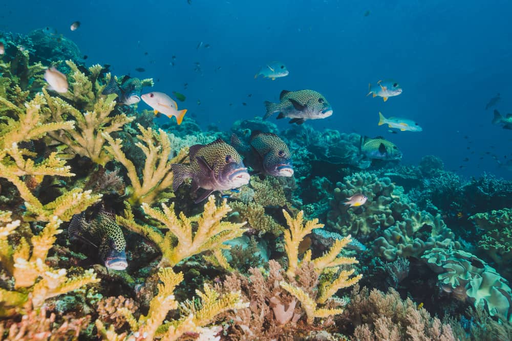 Geoingeniería Oceánica: Fertilización con Hierro para el Cambio Climático