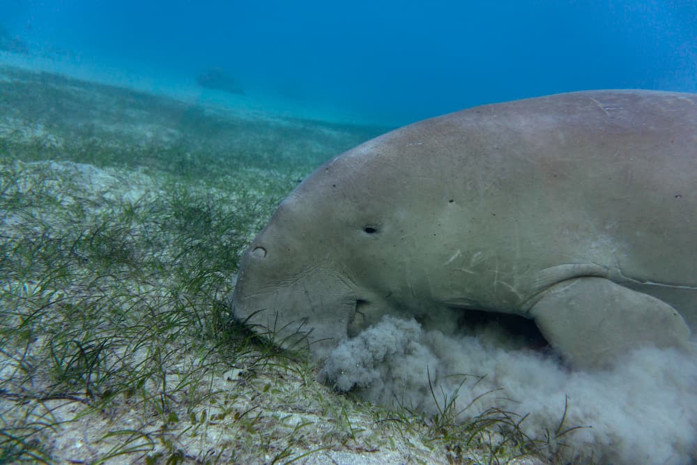 Conservación del Dugongo y su Hábitat