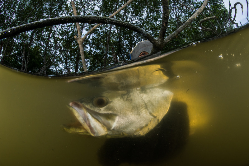 Pescador artesanal capturando un barramundi en el bosque de manglares de Tailandia.