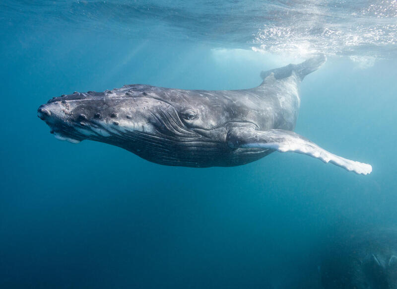 Turismo Ecológico Marino en Dubai Reefs: Experiencias Sostenibles en la Biodiversidad Marina