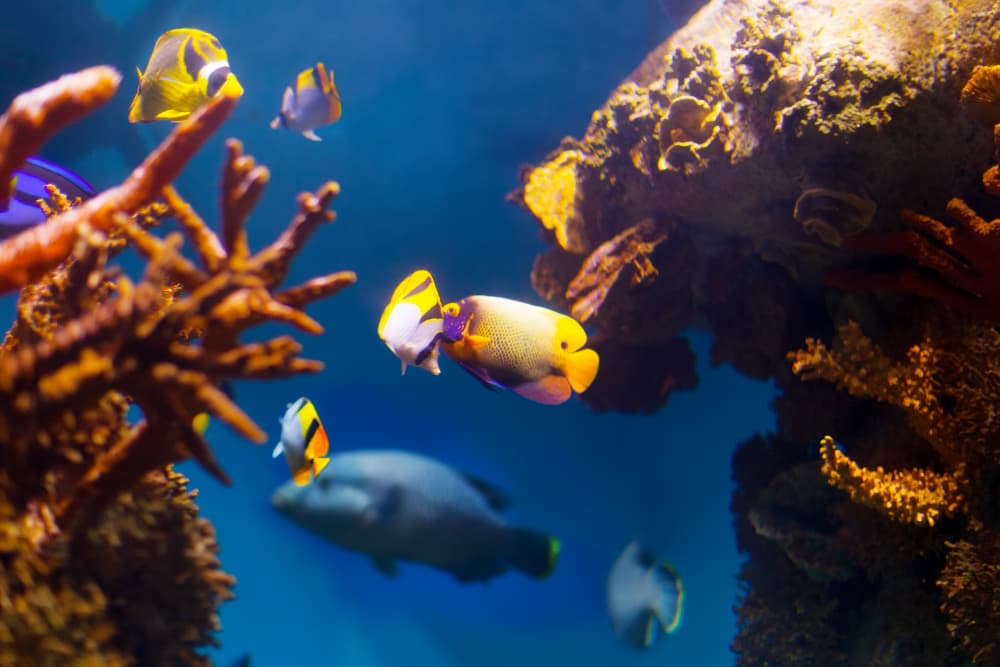 Zonas marinas protegidas en el océano