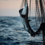  La pesca ilegal china aumentó 800% su actividad en el Mar Argentino durante la última década