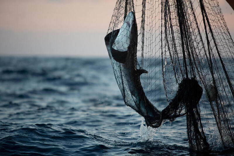  La pesca ilegal china aumentó 800% su actividad en el Mar Argentino durante la última década