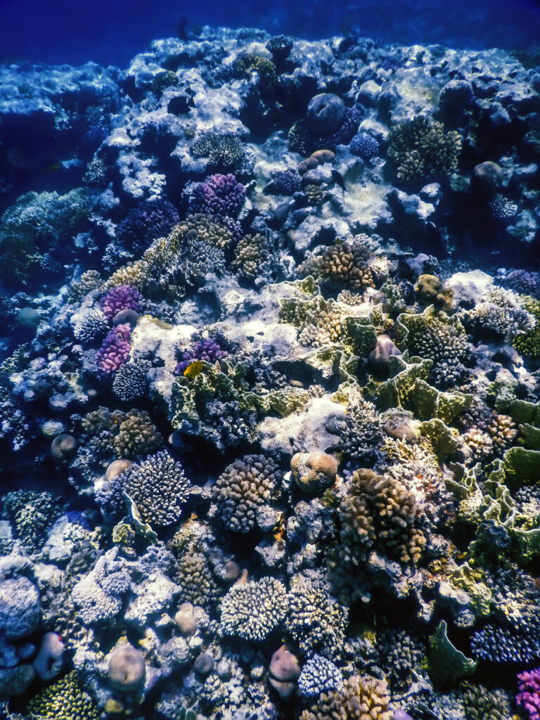  La lucha de los arrecifes de coral para sobrevivir en el caribe colombiano