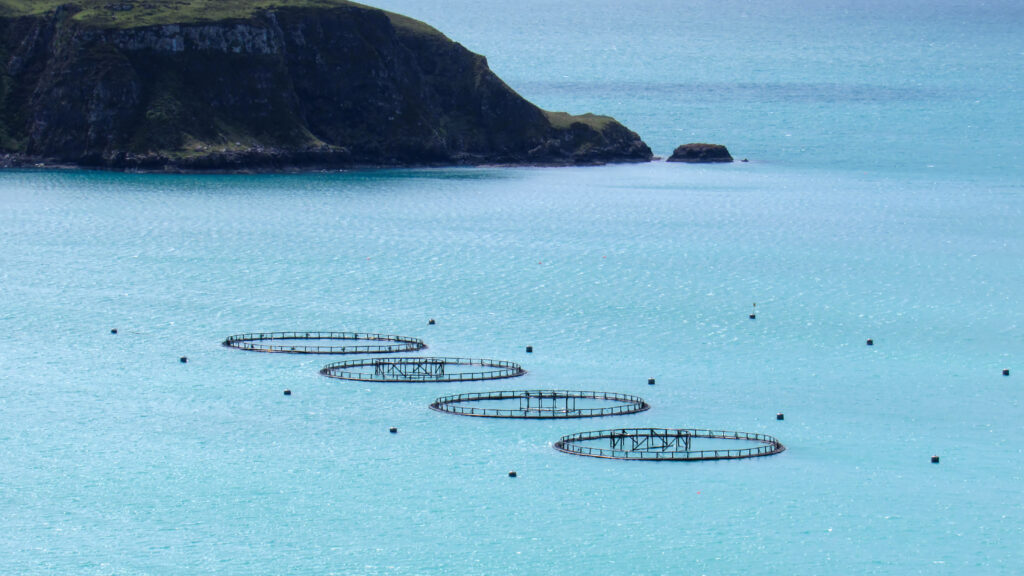 Cooke Aquaculture Chile: las mentiras de la Industria Salmonera