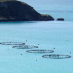 Cooke Aquaculture Chile: las mentiras de la Industria Salmonera