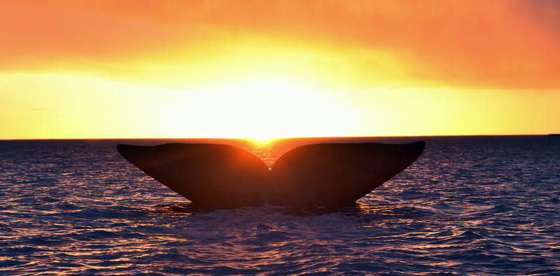 Puerto Madryn: el avistamiento de ballenas en peligro por la exploración petrolera