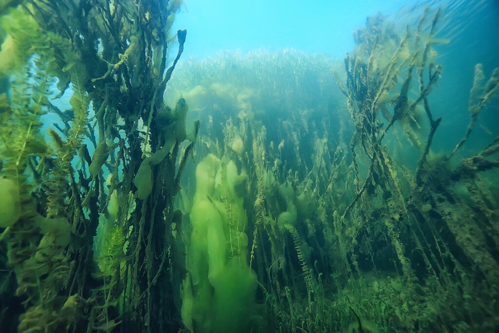 Los bosques submarinos argentinos que contribuyen a frenar el cambio climático 