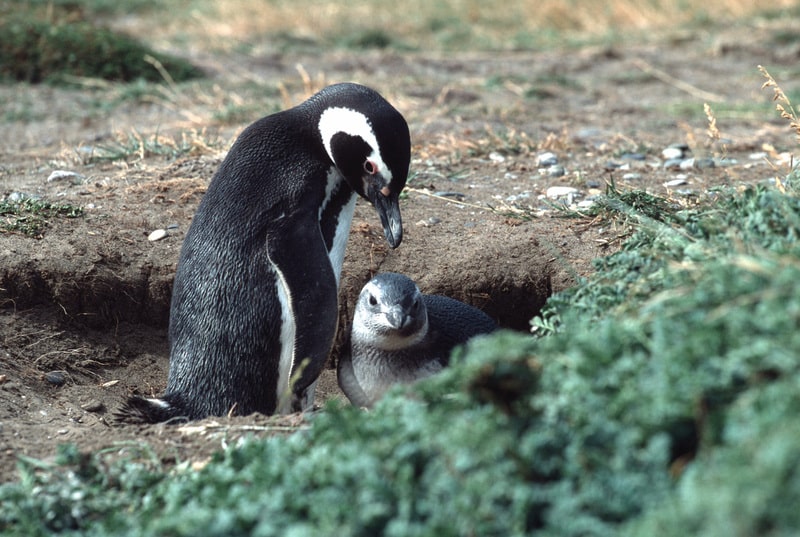 RECOGE: El plan de Chile para salvar al pingüino de Humboldt de la extinción