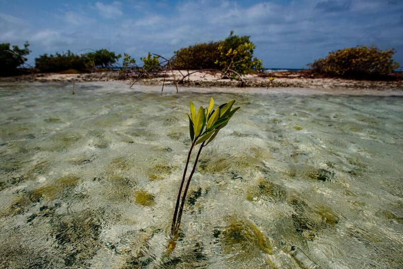 De roca desolada a santuario natural: el inspirador renacer de la isla de Redonda