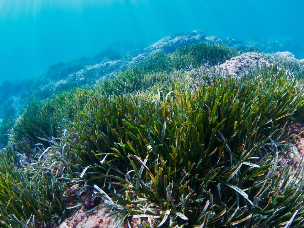 Reaparecen las praderas marinas, una de las plantas más importantes del océano