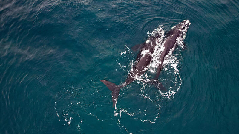 Agujero Azul: un tesoro marino en riesgo