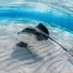 Turismo responsable con tiburones y rayas: guía de buenas prácticas