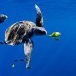 Recordando la importancia de la biodiversidad de los océanos colombianos