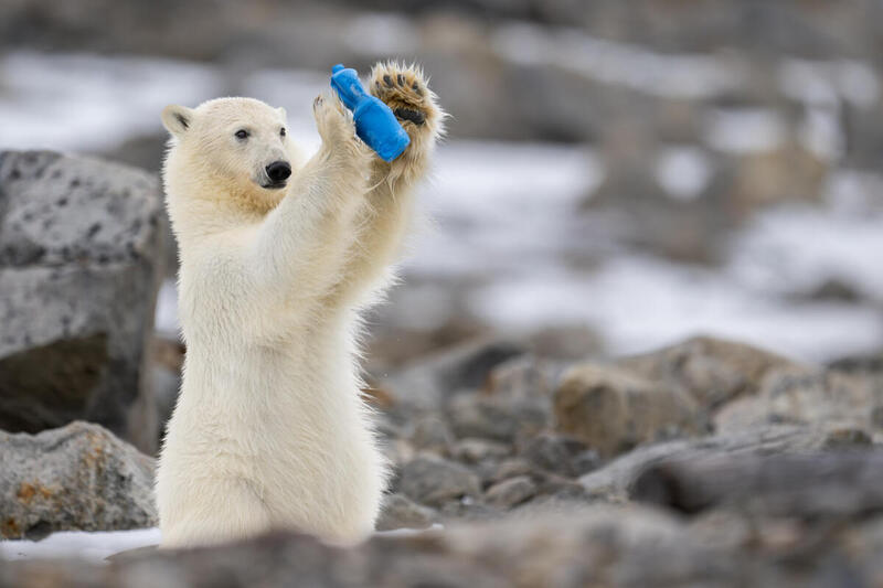 Plásticos en los océanos, un problema global que afecta a la vida marina