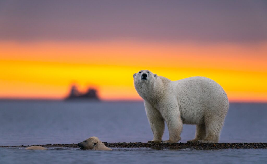 Cambio climático: los osos polares se aventuran cada vez más lejos