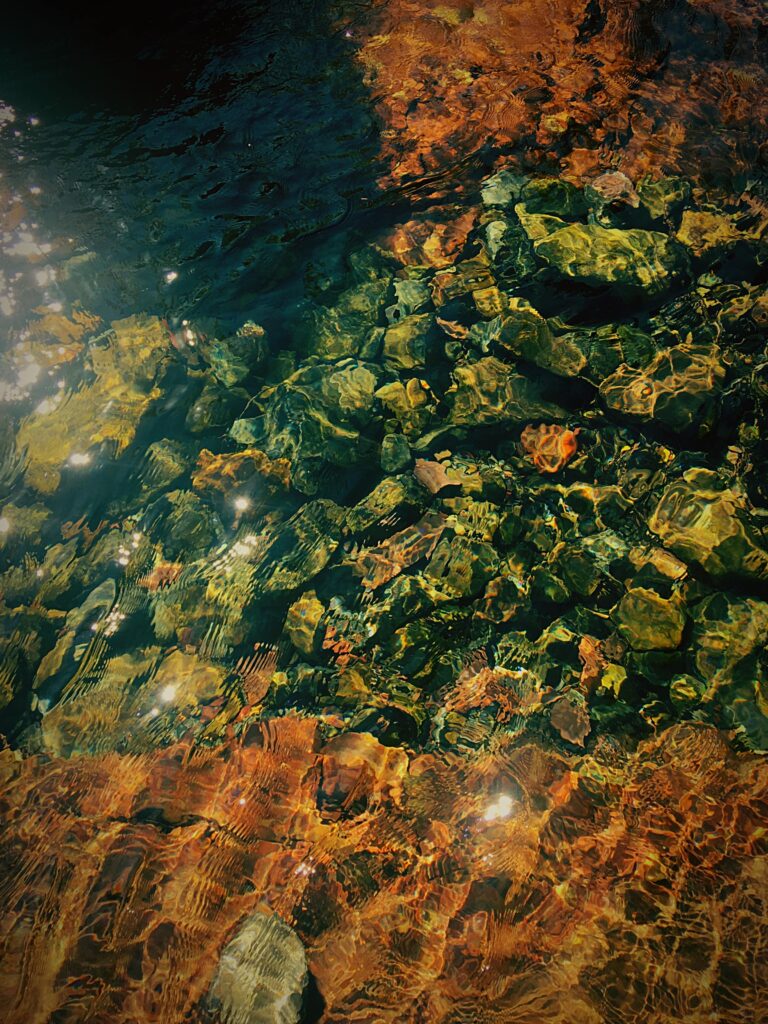 Entre la tierra y el mar: bosques de algas