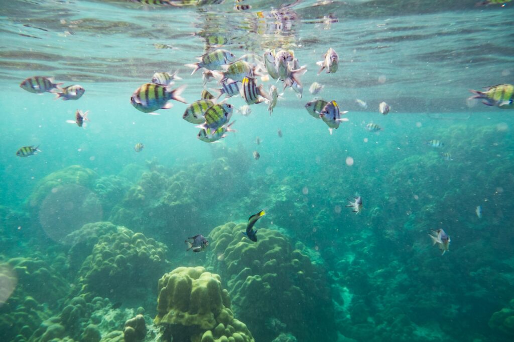 Una fuerte movilización promueve la protección del océano y las coloca en el centro de las negociaciones sobre el clima 