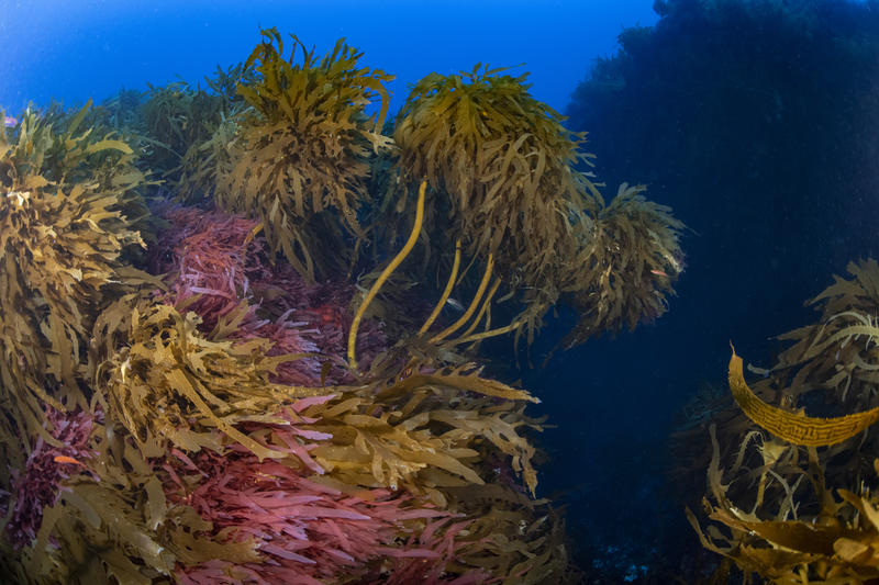 Chile es el país que más deforesta sus bosques marinos