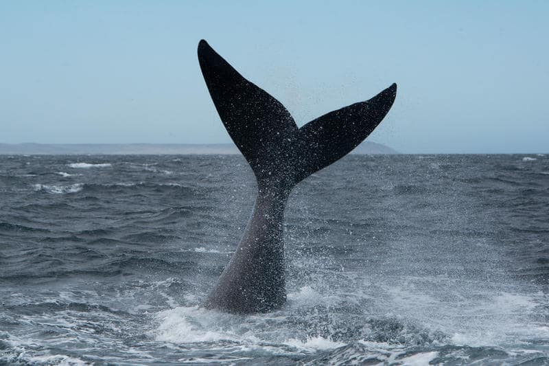 Tratado Global sobre los Océanos: Chile es el primer país en ratificarlo