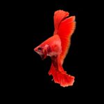 Este pez rojo brillante es una de las especies que atesora un santuario marino en Chile