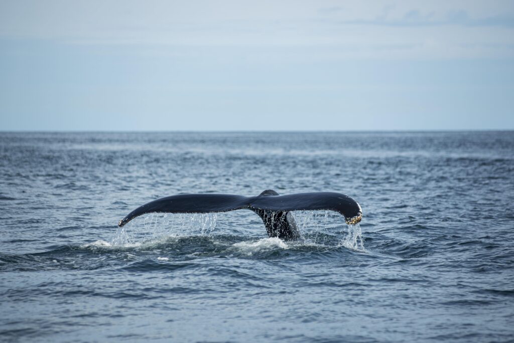 Ballenas francas en Argentina