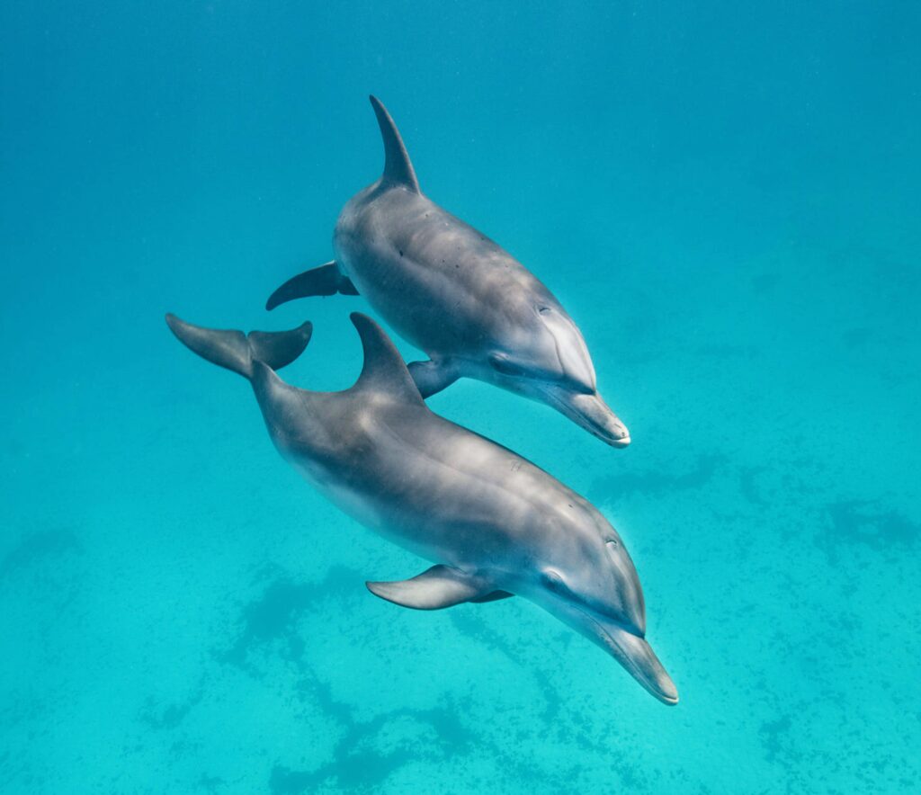 Delfines, ballenas y marsopas: ¿cuál es el problema?