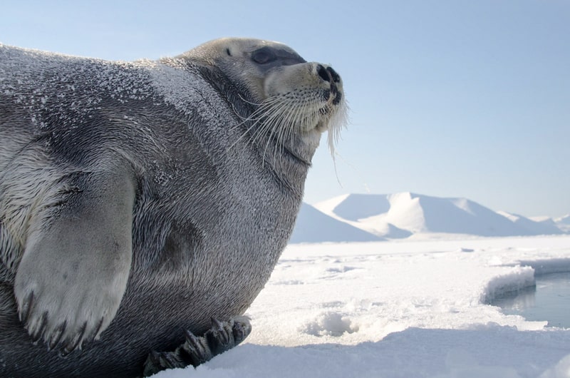 Lucha por la supervivencia: rescatan a una cría de foca gris atrapada por el plástico