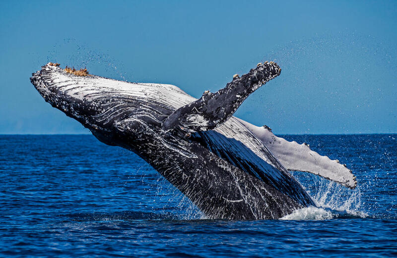 La población de ballenas jorobadas disminuyó un 20% en menos de 10 años