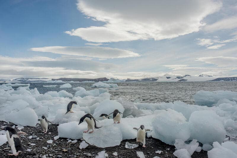 El hielo marino de la Antártida disminuye por tercer año consecutivo