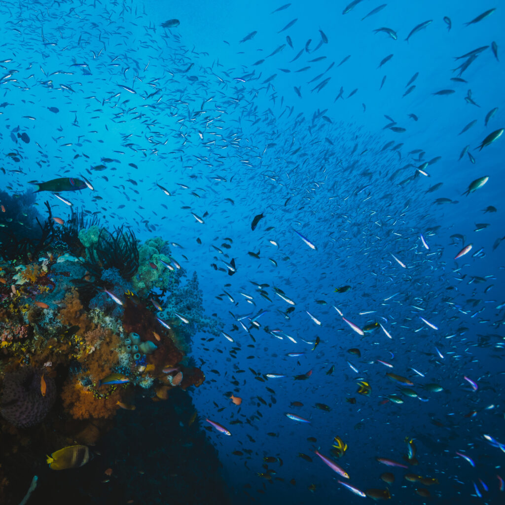Cuatro retos que debemos resolver para proteger nuestro océano