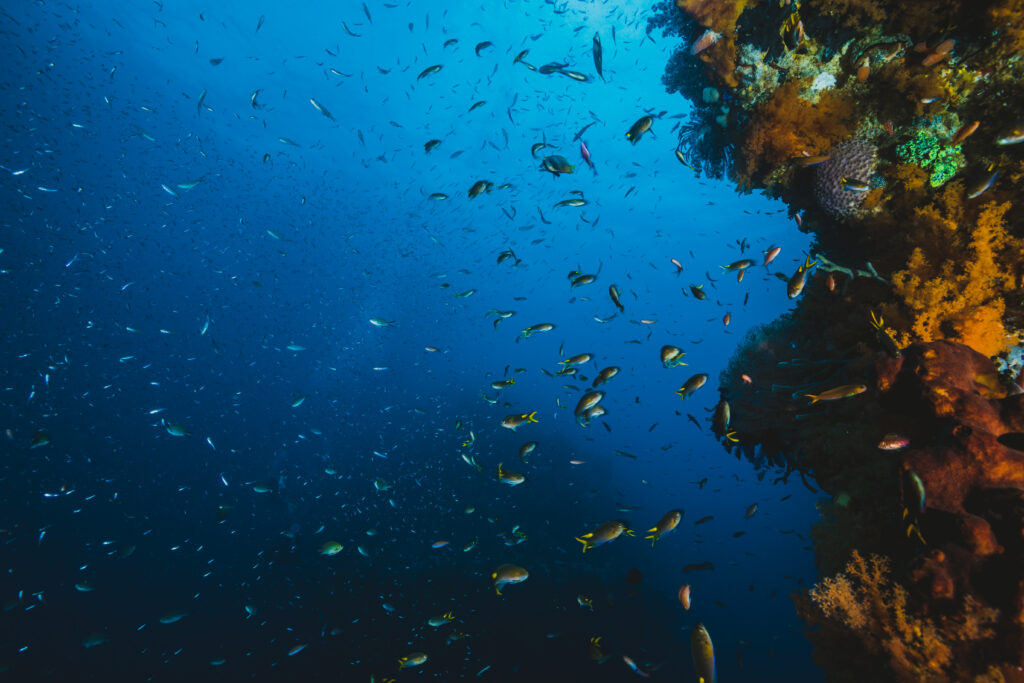 Soluciones innovadoras y sorprendentes para salvar nuestros mares