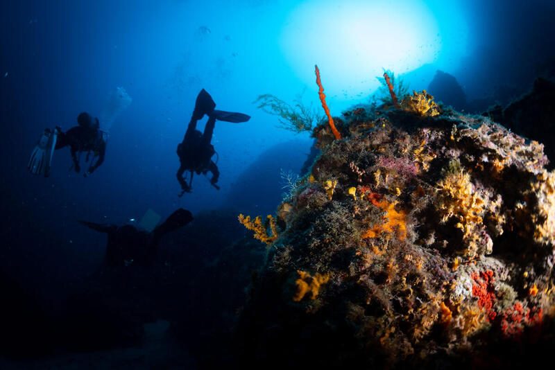  Científicos descubren más de 50 nuevas especies submarinas en el océano chileno