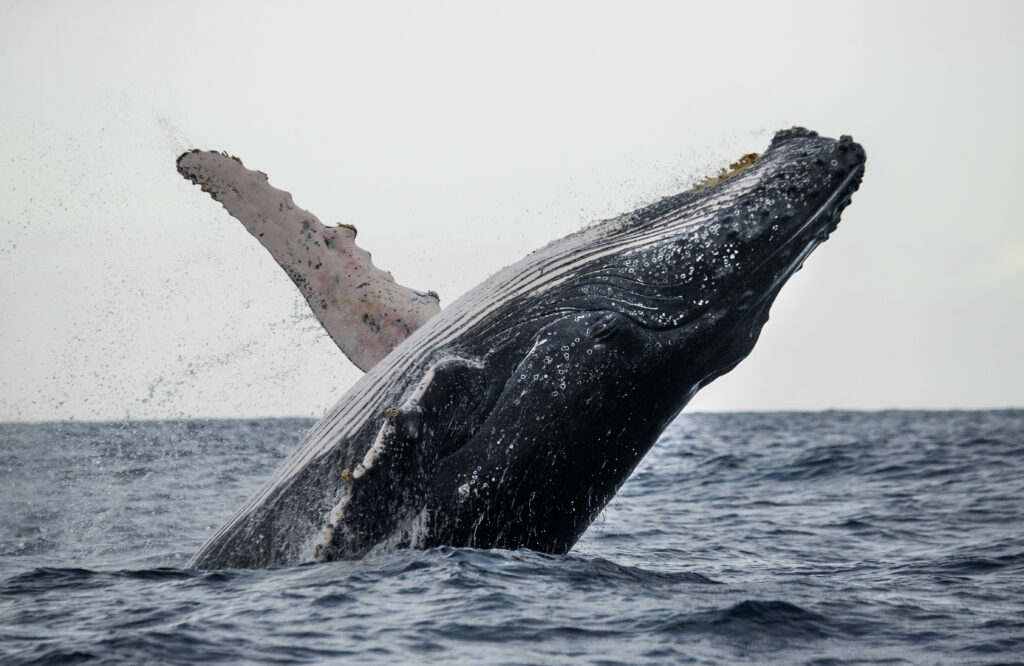 Las ballenas mueren de hambre por el aumento de la temperatura de los océanos