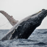 Las ballenas mueren de hambre por el aumento de la temperatura de los océanos