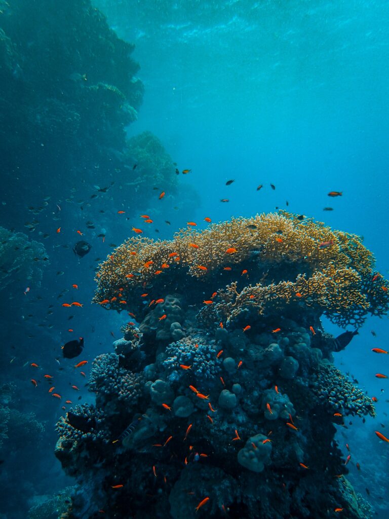 En defensa de nuestro planeta, el 8 de junio se celebra el Día Mundial de los océanos