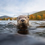 Nutrias emprendedoras: Las hembras de nutria marina lideran el uso de herramientas para sobrevivir