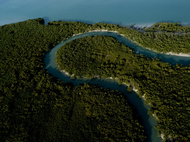 La mitad de los manglares del planeta podría desaparecer para 2050